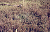 Pt. Mugu Wetlands thumbnail