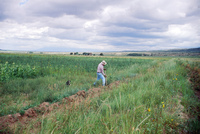 Kaber farm, Fields and plowing 025 thumbnail