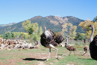 Torres ranch animals 015 thumbnail