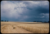 Wheat field and storm cloudsWheat field and storm clouds thumbnail