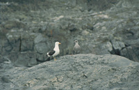Kelp Gull and chick thumbnail