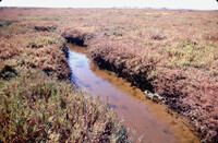 Pt. Mugu Wetlands thumbnail