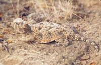 Phrynosoma platyrhinos thumbnail