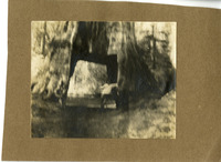 Mariposa Grove, drive-through giant sequoia thumbnail