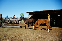 Horses and irrigation ditch 035 thumbnail