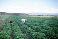 Kaber farm, Crops in the field 007 thumbnail