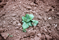 Kaber farm, Plowed fields and crops 011 thumbnail
