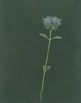 Blue flower with fine hair-like petals thumbnail