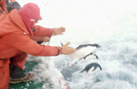 Releasing Adelie penguins after stomach pumping of the stern of the Duke thumbnail