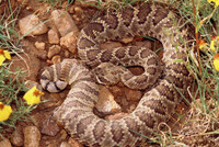 Crotalus scutulatus thumbnail