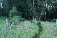 Gallegos farm, Irrigation and crops 002 thumbnail