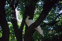 Kaber farm, Animals 001 thumbnail