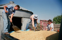 Kaber farm, Grain harvest 016 thumbnail