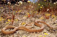 Masticophis flagellum thumbnail