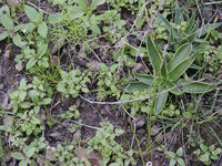 Collinsia heterophylla thumbnail