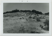 York Mountain, Jack Creek thumbnail