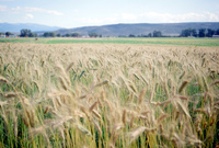 Kaber farm, Fields and crops 001 thumbnail