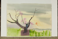 Peach Tree Blossom And Sun thumbnail