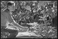 Rollin paints fig tree thumbnail