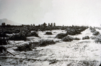 Decimated Orange Orchards (Bardsdale, CA) after the St. Francis Dam Flood thumbnail