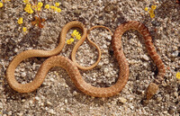 Masticophis flagellum thumbnail