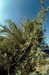 Arundo donax on the side of the road at Mugu thumbnail