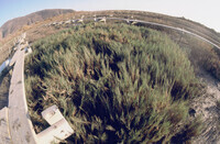 Pt. Mugu Wetlands thumbnail
