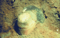 ODC Sandy Shore Lecture thumbnail