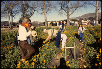 [Cameramen recording people in flower field] thumbnail