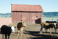 Pilgrimage 033 thumbnail