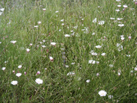 Malacothrix saxatilis thumbnail