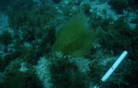 Laminarian (Macrocystis) Juvenile Just outside of central 1m survey band. About .5m into T2 thumbnail