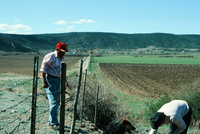 San Luis Valley orchards 003 thumbnail