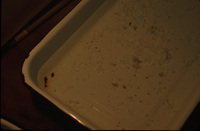 Relatively poor plankton tow thumbnail