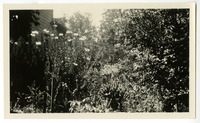 [Sinsheimer garden] thumbnail