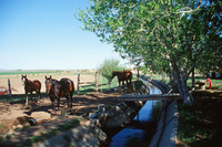 Horses and irrigation ditch 016 thumbnail