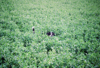 Kaber farm, Water control 037 thumbnail