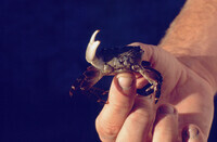 Pt. Mugu Wetlands thumbnail