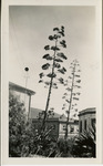 [View of Chorro and Monterey from Mission San Luis Obispo] thumbnail