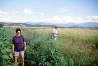 Kaber farm, Fields and crops 034 thumbnail