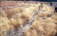 Stream bank vegetation established with seeded geotextile mats thumbnail