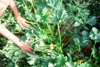 Kaber farm, Crops in the field 018 thumbnail