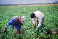 Kaber farm, Harvesting peas 041 thumbnail