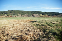 Landscapes and cattle 020 thumbnail