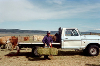 Maistas farm, Ditch and cattle 005 thumbnail