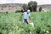 Picking and selling peas 011 thumbnail