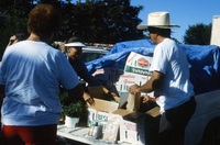 Picking and selling peas 025 thumbnail