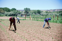 Montoya farm, Hay baling 005 thumbnail