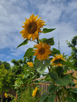 Kristy Lam Photograph of Sunflowers thumbnail