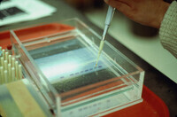 Sharon Kim loading a gel with DNA and Buffer thumbnail